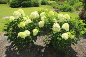 Panicle Hydrangea 'Limelight Prime' (Proven Winners)
