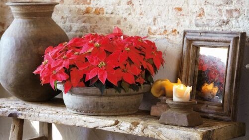 Vivero North America Now Licensed to Supply Lazzeri Poinsettia Genetics