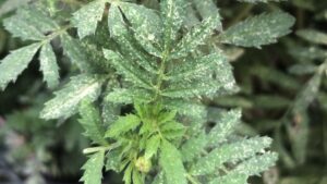 Mite Management in the Greenhouse Requires Careful Planning