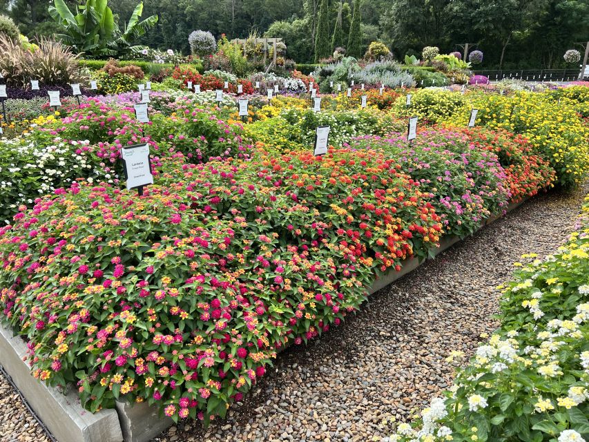 Lantana Fuego series - GreenFuse
