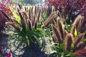 Pennisetum 'Jade Princess' (Proven Winners)