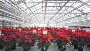 Plantpeddler Poinsettia Variety Day Set for December 1