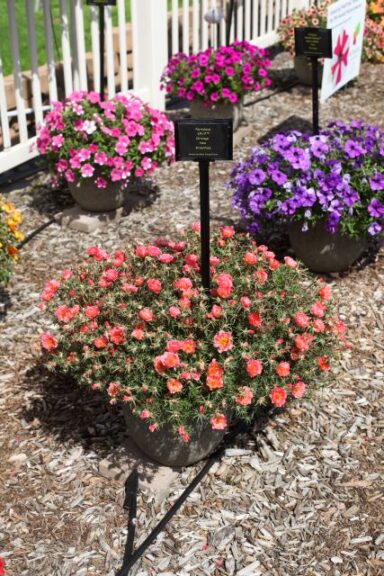 Portulaca '24/7 Orange' (Green Fuse Botanicals)