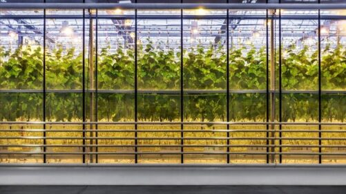 Improving Greenhouse Energy Efficiency Starts With Automation