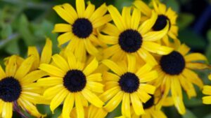 Which Plant Is the Current Triple Crown of Horticulture