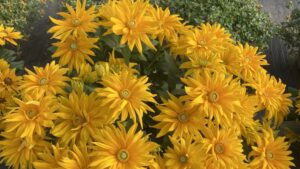 Eye-Catching Favorites From Welby Gardens’ 2022 Plant Trials