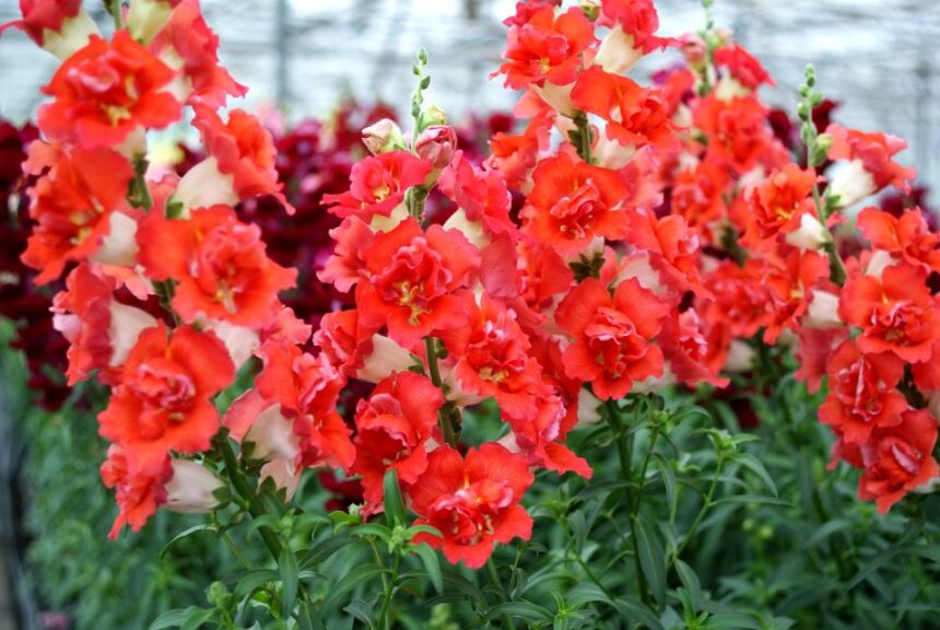 Snapdragon ‘DoubleShot Orange Bicolor’ (Hem Genetics)