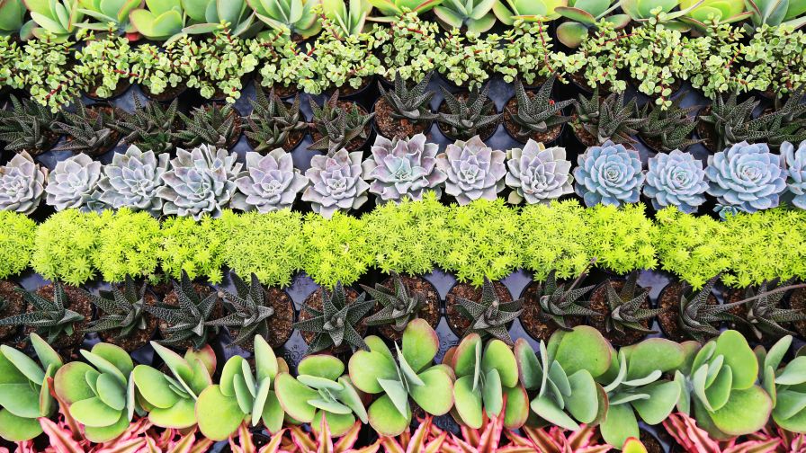 Has the Succulent Wave Peaked? Not So Fast - Greenhouse Grower