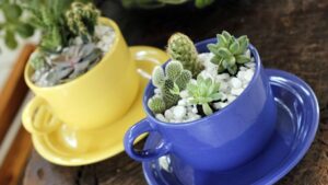 Has the Succulent Wave Peaked? Not So Fast