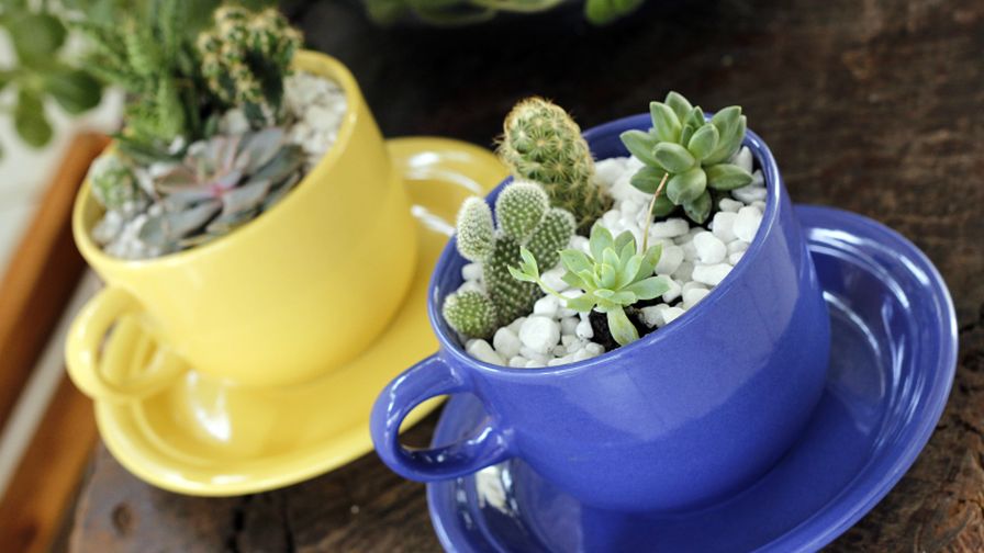 Succulents in Containers