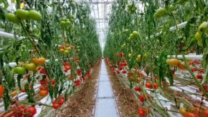 Vineland Goes All In on Tomato Brown Rugose Fruit Virus Prevention