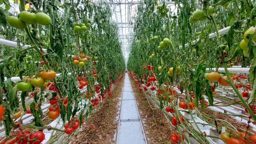 Tomato Brown Rugose Fruit Virus Vineland