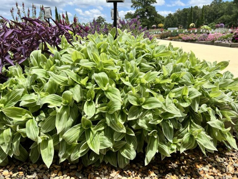 Tradescantia 'Pistachio White' (Green Fuse Botanicals)