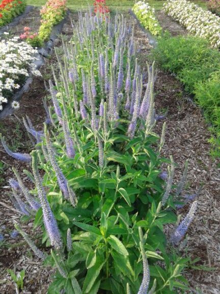 Veronica 'Seaside' (GardenChoice)
