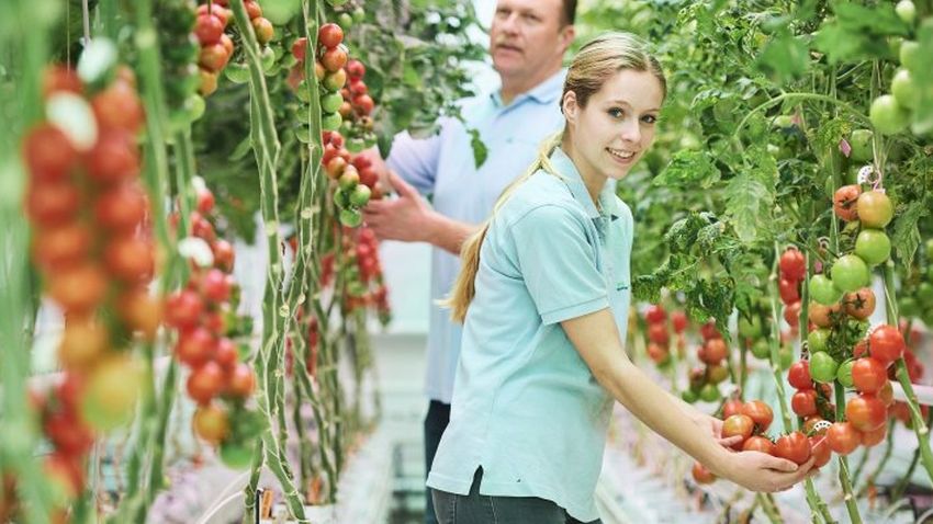Wageningen Making Hort Work Enjoyable Joyride Horticulture