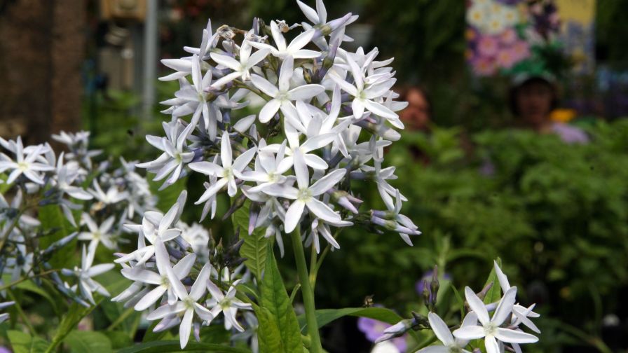 Amsonia hubrectii Pennsylvania Horticultural Society