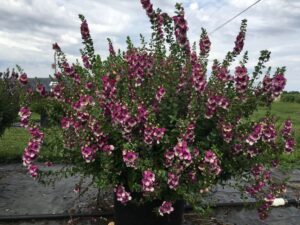 Angelonia 'AngelDance Fuchsia Bicolor' (Ball Floraplant)
