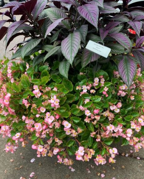 Begonia ‘Spreading Hula Pink’ (PanAmerican Seed) 