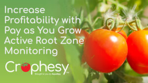 How monitoring the soil can mitigate stress in greenhouse tomatoes