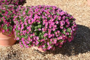 Calibrachoa 'Bumble Bee Hot Pink' (Ball FloraPlant)