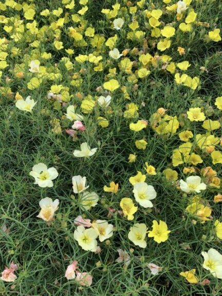 Calylophus Ladybird Series Lemonade and Sunglow (Proven Winners)
