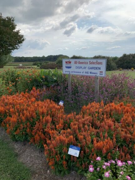 Celosia plumose ‘Flamma Orange’ (2022 All-American Selection)