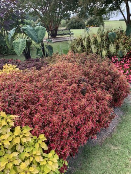 Coleus ‘ColorBlaze Mini Me Watermelon’ (Proven Winners)