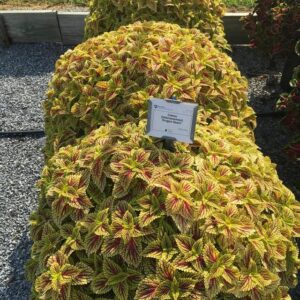 Coleus 'Dragon Heart' (Ball FloraPlant)