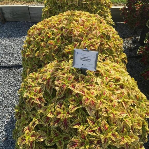 Coleus 'Dragon Heart' (Ball FloraPlant)