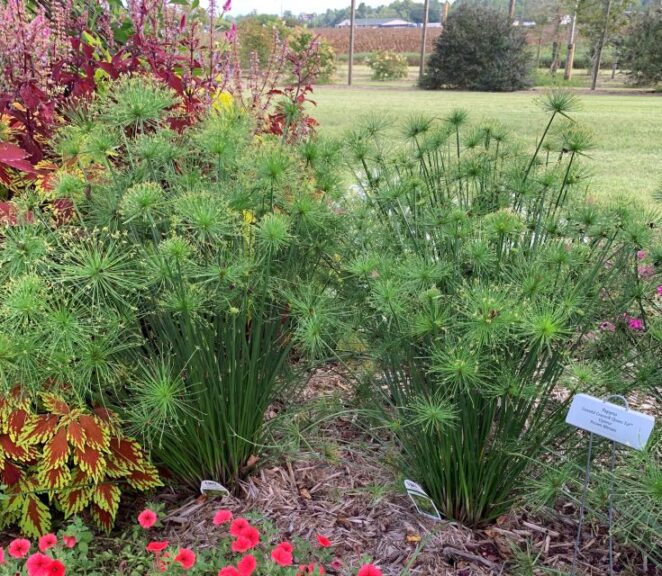 Cyperus Papyrus ‘Graceful Grasses Queen Tut’ (Proven Winners)