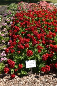 Geranium 'Dynamo Dark Red' (Ball FloraPlant)