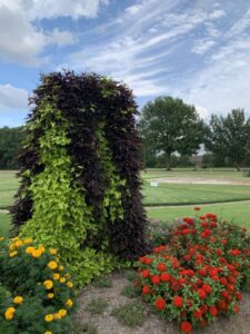 Ipomoea Sweet Potato Vine ‘Sweet Caroline Upside Black Coffee’ and ‘Sweet Caroline Upside Key Lime’ (Proven Winners)