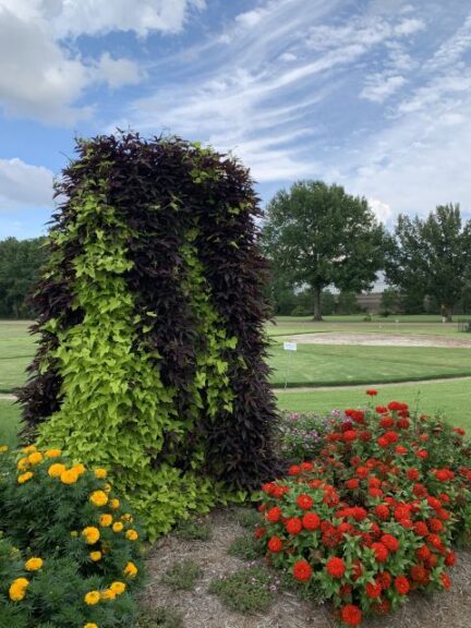Ipomoea Sweet Potato Vine ‘Sweet Caroline Upside Black Coffee’ and ‘Sweet Caroline Upside Key Lime’ (Proven Winners)