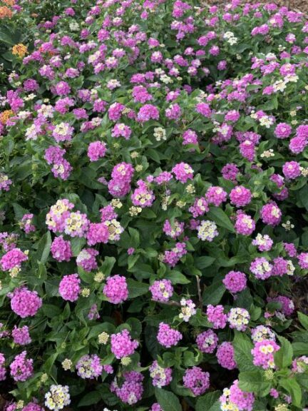 Lantana ‘Little Lucky Lavender’ (Ball FloraPlant)