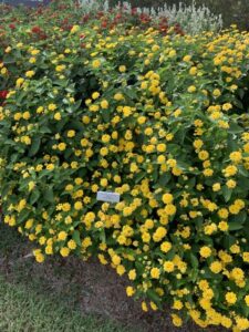 Lantana ‘Luscious Royale Lemon Tart’ (Proven Winners)