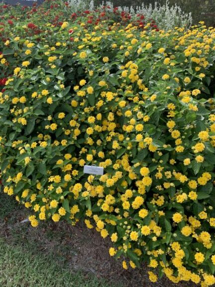 Lantana ‘Luscious Royale Lemon Tart’ (Proven Winners)