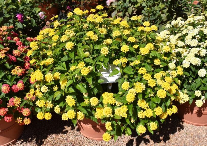 Lantana 'Bandolista Pineapple' (Syngenta Flowers)