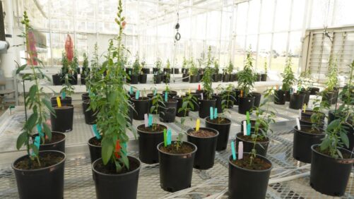 Moving Forward with the Plant Biostimulant Act of 2025
