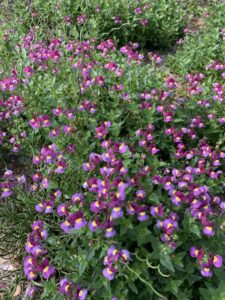 Nemesia ‘Aromance Mulberry’ (Proven Winners)