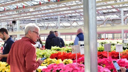 Video of the Week: Highlights from Plantpeddler’s Poinsettia Variety Day 2022