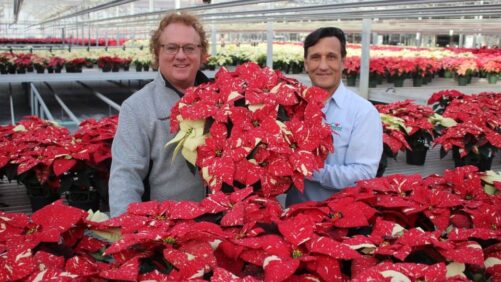 Find Out the Big Winners From Plantpeddler’s 2022 Poinsettia Variety Day