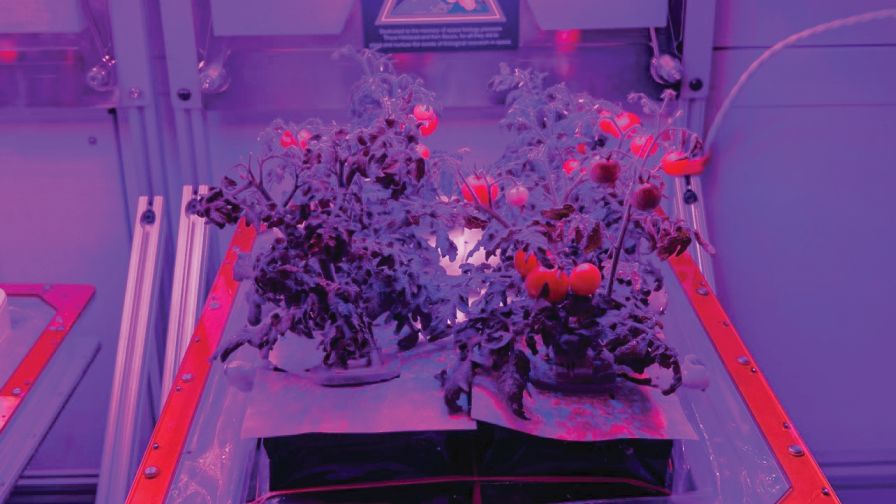 Profile Products, Red Robin tomato, NASA