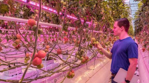 The Benefits of Data-Driven Greenhouse Growing