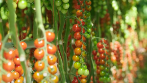 More New ToBRFV-Resistant Varieties on the Way