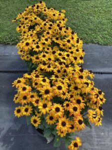 Rudbeckia 'Sunbeckia Carla' (Bull Plant Genetics)