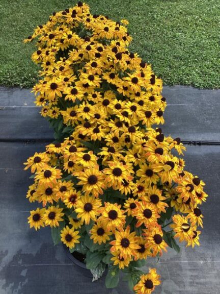 Rudbeckia 'Sunbeckia Carla' (Bull Plant Genetics)
