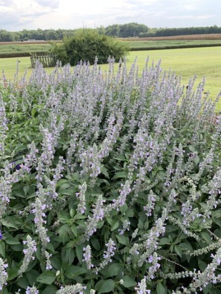Salvia ‘Blue Chill’ (BallFloraPlant)