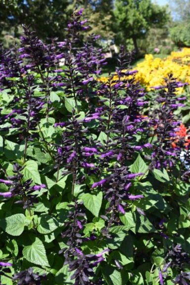 Salvia ‘Rockin’ Deep Purple 2023’ (Proven Winners)