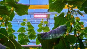 Growers Increasingly Turn to LED Lighting