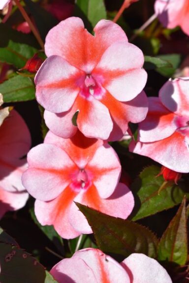 Impatiens 'SunPatiens Vigorous Peach Candy’ (Sakata Ornamentals)